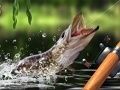 Гульня Ранішні ўлов онлайн Гульня Ранішні ўлов онлайн