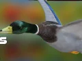 Гульня Лоўца качак: Восеньскі лес онлайн