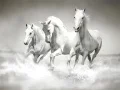 Гульня Галадзе з конямі онлайн