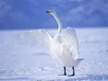 Гульня Грацыя залебедзі онлайн