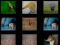 Гульня Жывёлавая Памяць онлайн Гульня Жывёлавая Памяць онлайн