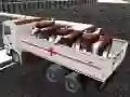 Гульня Transport domashnikh zhyvotnykh z kamionam онлайн Гульня Transport domashnikh zhyvotnykh z kamionam онлайн