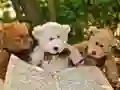Гульня Пазл Трох Плюшавых Мядзведзяў онлайн Гульня Пазл Трох Плюшавых Мядзведзяў онлайн