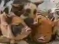 Гульня Пазл с Пятачком онлайн