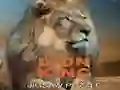 Гульня Гульня-Гармонь „Король Лев” онлайн