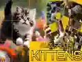 Гульня Гранат Слізгучы Кіты онлайн