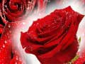 Гульня Чырвоныя ружы онлайн