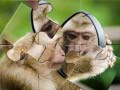 Гульня Паззл Шымпанзы онлайн