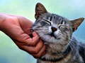 Гульня Котка, якая гудзе онлайн
